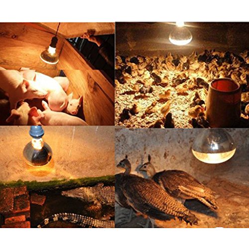 B Blesiya 4 Stück 220V E27 Wärmelampe Wärmespotlampe Infrarotlampe Terrarium Heizung Lampe - Typ 3-100W – Bild 3