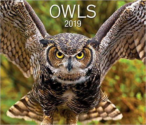Owls 2019 Owls 2019
