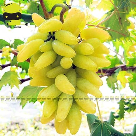 Amazon Co Jp pcs家宝有機種なしブドウ種子の 非gmo果物の木は 家の庭のための盆栽植物 ホーム キッチン