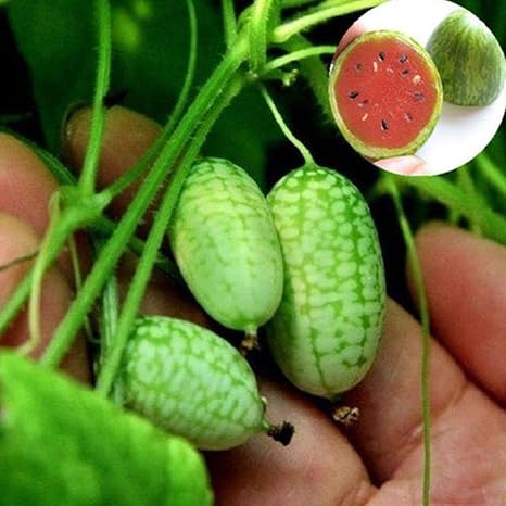 AIMADO Samen-10 Stück Mini-Wassermelone F1 Samen 10-15 cm Durchmesser keine Kerne BIO Saatgut Obst, für Balkon, Terrasse, Gar