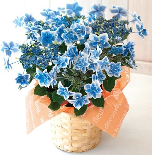 Amazon アジサイ コンペイトウ ブルー 母の日カード付き あじさい 観葉植物 オンライン通販