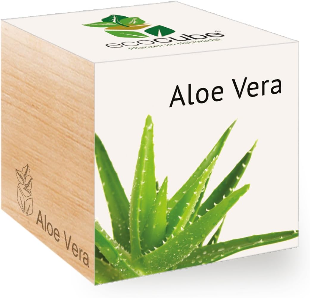 Cube en aloe vera: Amazon.fr: Jardin