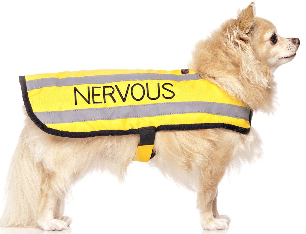 Dexil NERVOUS (Give Me Space) Yellow Colour Coded S M L Reflective Waterproof Fleece Lined Warm Dog Coats PREVENTS Accidents By Warning Others Of Your Dog In Advance (S)