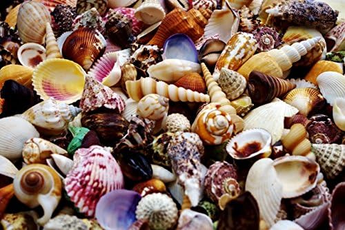 +70 Natural Medium Sea Shells, Assorted Shells 500g