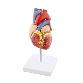Amazon Com Monmed Anatomical Heart Model Human Heart Anatomy Model 2 Part Heart Models Anatomy Life Size Medical Heart Model Industrial Scientific