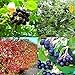 Black Chokeberry Aronia Melanocarpa 200 Seeds