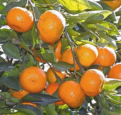 Amazon Com Satsuma Arbol Frutal Real Viva De Plantas Citricas 3 6 Color Naranja Mandarina Jardin Y Exteriores