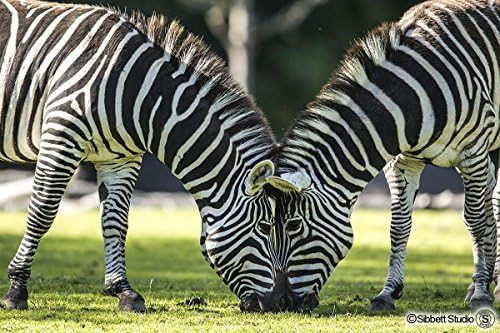 Sibbett Studio Head to Head Zebras Art Wooden 88 Piece Jigsaw Puzzle