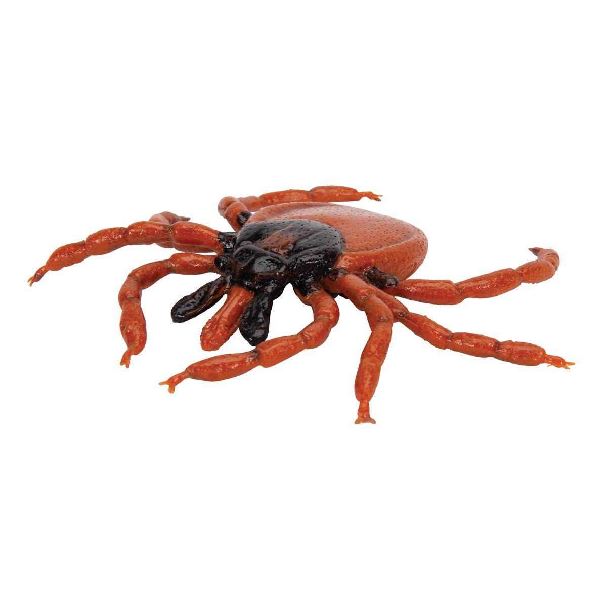3B Scientific R50 Castor Bean Tick (Ixodes Ricinus) Model - Image 4