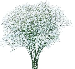 FLORAL Gypsophila 5 Stem, 1 EA