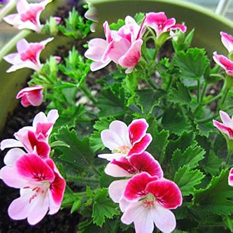 Amazon Co Jp 100 袋コンフリーハーブ 家庭菜園植栽fmixed色用の家宝の花の種 ホーム キッチン