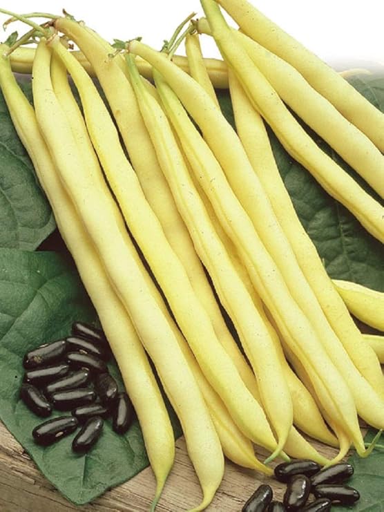 CLIMBING YELLOW BEAN KENTUCKY WONDER WAX 100 SEEDS Amazon.co.uk Garden & Outdoors