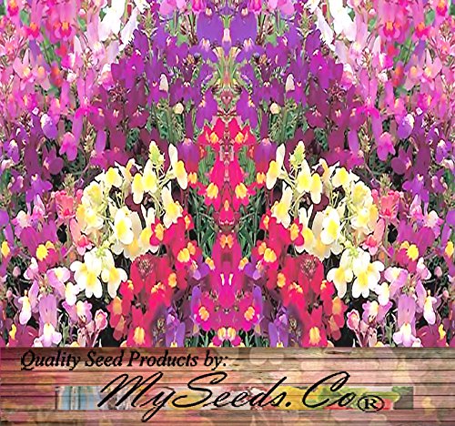 5 BIG+PACK+SNAPDRAGON+maroccana+MySeeds+Co