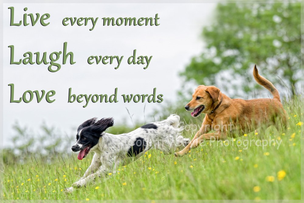 Live Laugh Love spaniel labrador imán para nevera regalo. Vivir ...