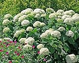 Annabelle Smooth Hydrangea - Live Plant - Quart Pot