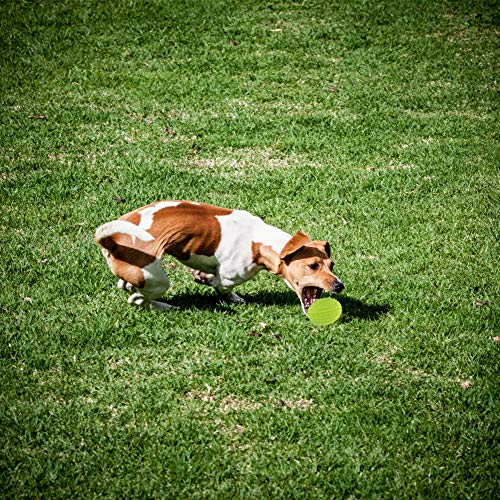 TOCESS Dog Squeak Ball Toy, Light Football Chew Squeak Toy for Dogs, Tough and Durable Pet Dog Spike Ball Toys for Chasing and Training, Natural Rubber Squeaky Toys, Dog Chew Teeth Cleaning (3 Packs) - Thumbnail 6