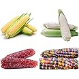 200+ Corn Seeds for Planting (4 Varieties) Glass Gem Corn, Sweet Corn, Silver Queen Corn, red Corn Non-GMO Heirloom, 90% Germination Rates Open Pollinated