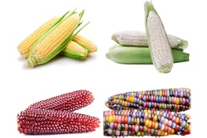 GMBTHO 200+ Corn Seeds for Planting (4 Varieties) Glass Gem Corn, Sweet Corn, Silver Queen Corn, red Corn Non-GMO Heirloom, 90% Germination Rates Open Pollinated