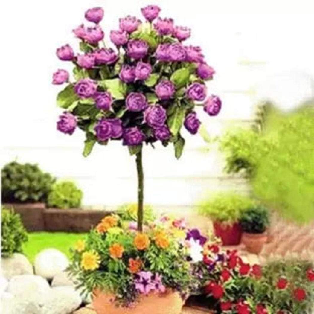 Free Venus Perennial Bonsai Mini Rose Tree Seeds Bonsai Plant Seeds Flowers