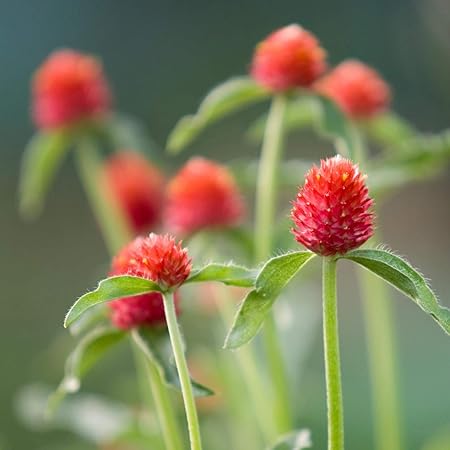 Promote Traders Kitchen Garden Gomphrena Globe Thistle Flowers Colorful Pack of 100 Seeds hanging Planters Flower Seeds for Balcony Home Garden