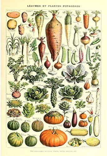Amazon Com Vintage Poster Print Art Kitchen Vegetable