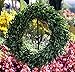 Flora Decor Preserved Garden Boxwood Wreath 22