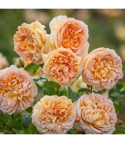 Amazon.com : Martha Stewart Rose 1.5 Gallon Potted Live Plant