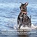 Cambond Dog Shock Collar with Remote, Waterproof Dog Training Collar 2600ft Control Range Rechargeable Shock Collar for Medium and Large Breed Dogs with 4 Training Modes Light Shock Vibration Beep