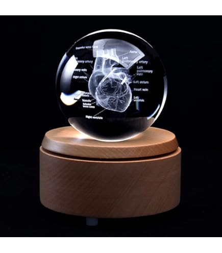 Mr. Fingers Cerebral Hemispheres 3LP 極美品 Anatomical Teaching Models | Plastic Human Brain Models