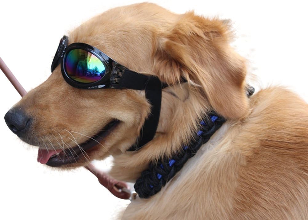 sunglasses for my dog