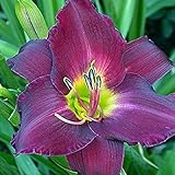 Purple Daylily Strutter's Ball - 1 Healthy Bare Root Hemerocallis Plant - 2/3 fans - Ships from USA from Easy to Grow Bulbs