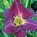 Purple Daylily Strutter's Ball - 1 Healthy Bare Root Hemerocallis Plant - 2/3 fans - Ships from USA from Easy to Grow Bulbs