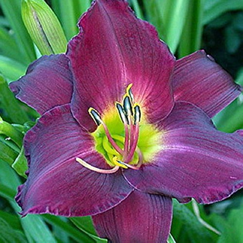 Purple Daylily Strutter's Ball - 1 Healthy Bare Root Hemerocallis Plant - 2/3 fans - Ships from USA from Easy to Grow Bulbs Purple Daylily Strutter's Ball - 1 Healthy Bare Root Hemerocallis Plant - 2/3 fans - Ships from USA from Easy to Grow Bulbs