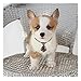 Segarty Small Dog Ties, 40 Pack Adjustable Pet Bow Ties Assorted Pattern for Small Dogs Cats Bowties Puppy Neckties Grooming Bows Festival Photography Holiday Party Valentine Costumes Birthday Gift