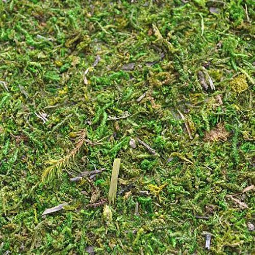 Miniature Fairy Garden Preserved Moss Mat Amazon.co.uk Baby