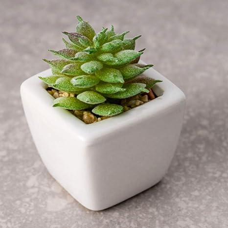 Amazon フェイクグリーン 枯れない 多肉植物 陶器花瓶付き 北欧 人工観葉植物 造花グリーン リアル インテリア 置物 リビング ホーム オフィス 部屋が新鮮になる 本物そっくり お新築祝い 開店祝い 人工観葉植物 オンライン通販