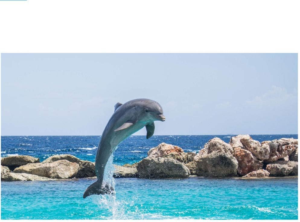 jumping dolphins toy