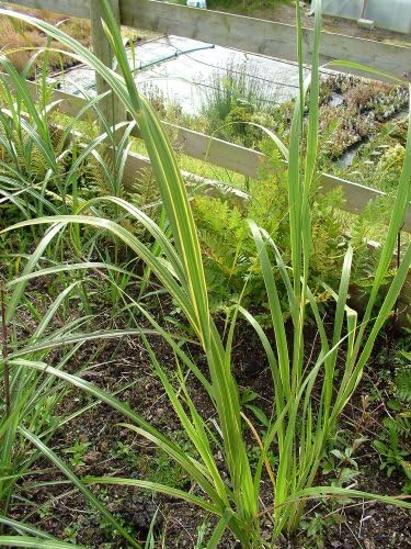 Spartina pectinata 'Aureomarginata'