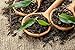 Dilmah | Cinnamon Spice Tea | Biodegradable Luxury Leaf Sachets | Food Service Pack | 15% more than retail pack | 100 Tea Bags