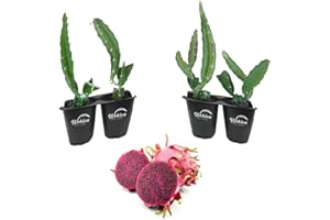 WEKIVA FOLIAGE Edgar's Baby Dragon Fruit Tree - 4 Live Starter Plants - Hylocereous Undatus - Edible Tropical Fruit Plant from Florida