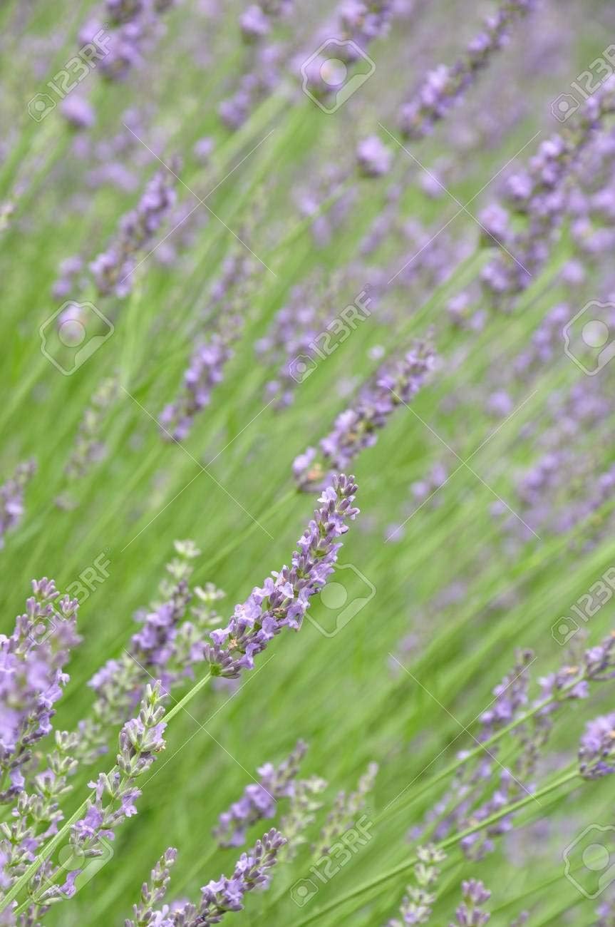 Grosso Lavender/Lavandin Lavandula X