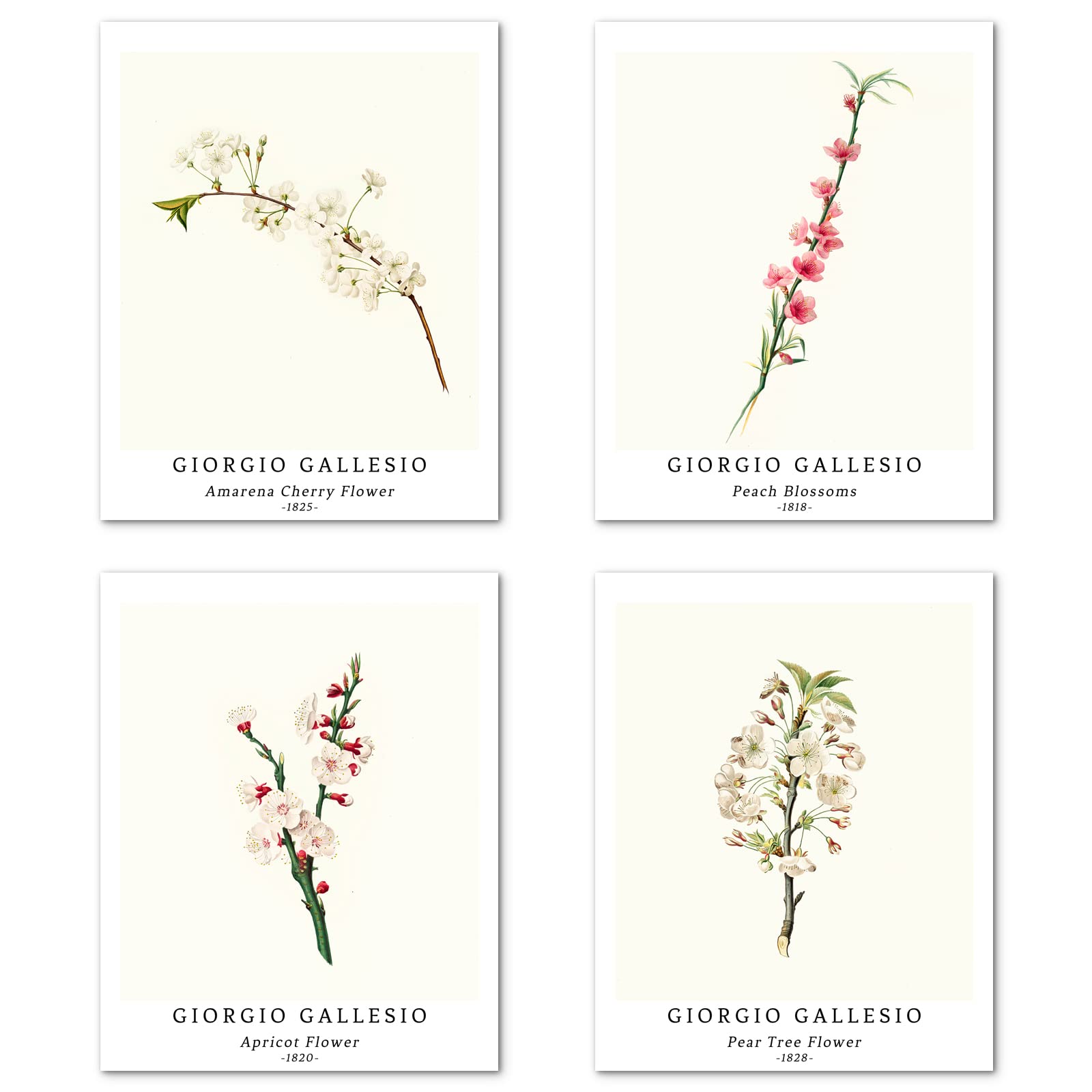Wall Art Unframed Prints Giclee Art Paper Set of 4, 11x14 inch Flower Artwork, Bedroom Decoration Botanical Minimalist Vintage Nature Illustrations Housewarming Gift Giorgio Gallesio Paintings