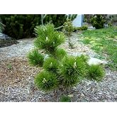 Banshosho Japanese Black Pine 2 - Year Live Plant