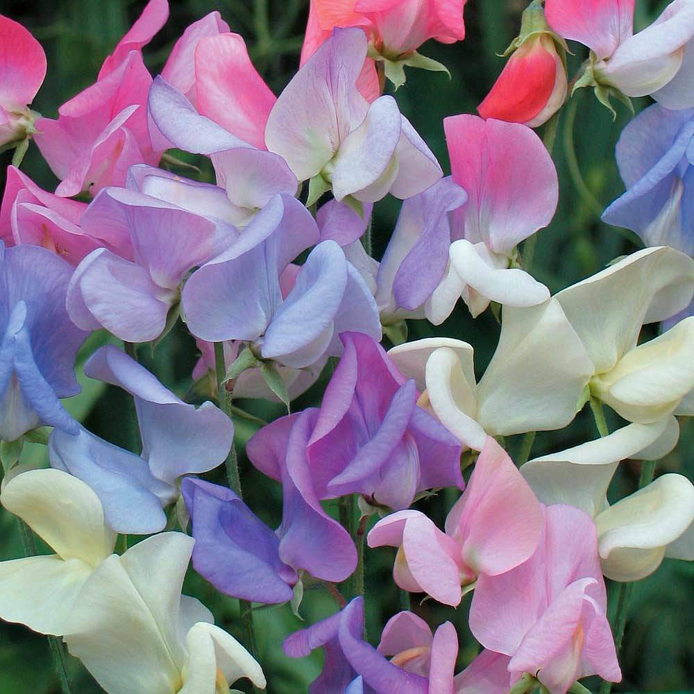 Sweet Pea 'Elegant Ladies' Seeds Hardy Annual Flower Garden Plants Easy to Grow Your Own 1 Packet of 20 Seeds by Thompson and Morgan