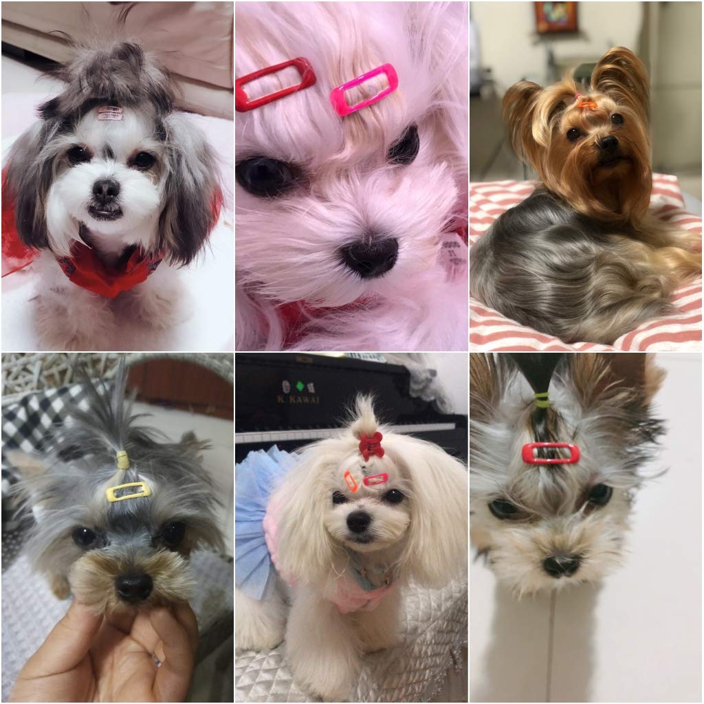 mini dog accessories