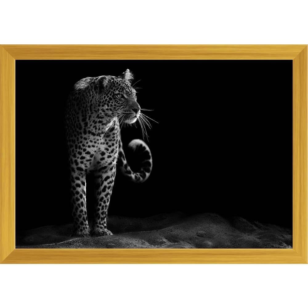 Photo leopard observing black and white canvas
