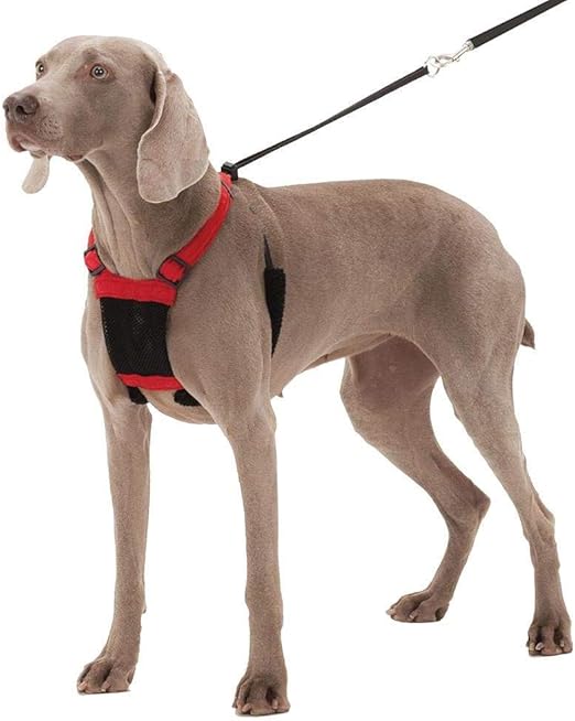 recycled pomeranians houston