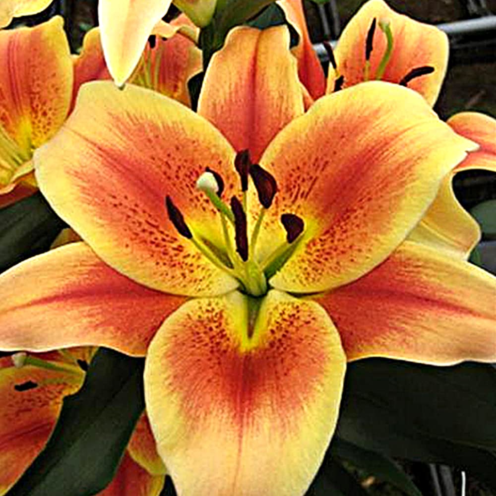 2 x Lilium OT Hybrids - Delightful Blooms with Delicate Fragrance - Summer Flowering Perennial Bulbs - for Your Beautiful Garden (2 x Lilium OT hybrids Treelilies Montego Bay)