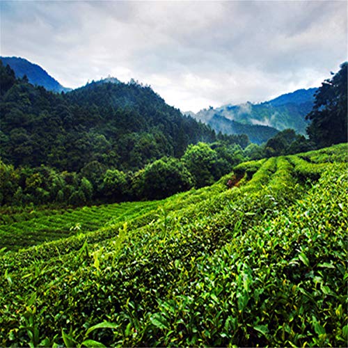 155g (0.34LB) 10 kleine Packungen TiKuanYin Grüner Tee Kostengünstiger Oolong-Tee Neuer Tee Frischer chinesischer Anxi… – Bild 6