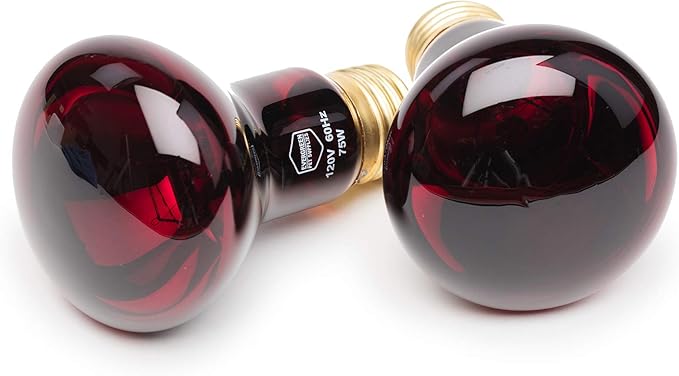 dog has hurt paw pad